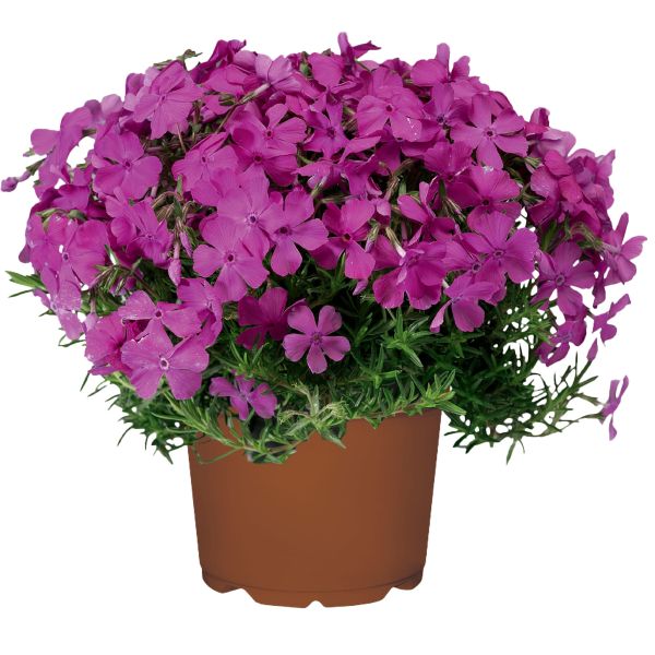 phlox_mcdaniel_cushion_trvalky_podopokryvne_priesady_sadenice_senec_bratislava