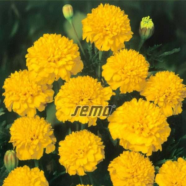 AKSAMIETNICA žltá (tagetes patula)