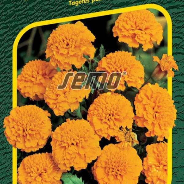 AKSAMIETNICA oranžová (tagetes patula)