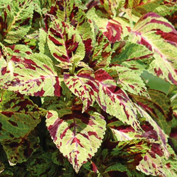 coleus_wizard_mosaic_letnicky_africka_zihlava_priesady_sadenice