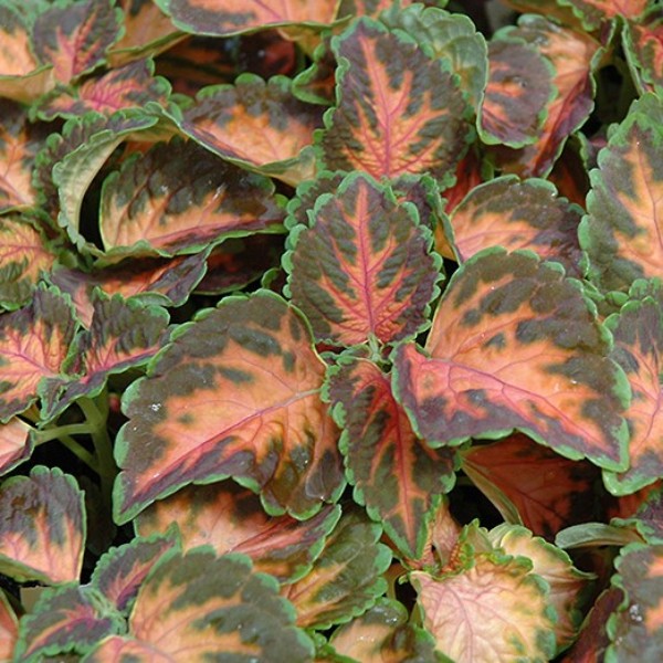 coral_sunrise_coleus_africka_zihlava_priesady_sadenice