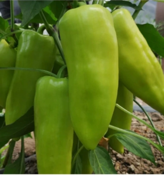 octavia_paprika_sladka_zelena_promontor_priesady_sadenice_senec_bratislava