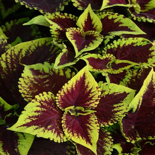 scarlet_coleus_africka_zihlava_letnicky_priesady_sadenice