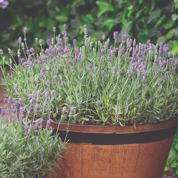 LEVANDUĽA lekárska – odroda CLEO PATIO BLUE® (lavandula angustifolia)