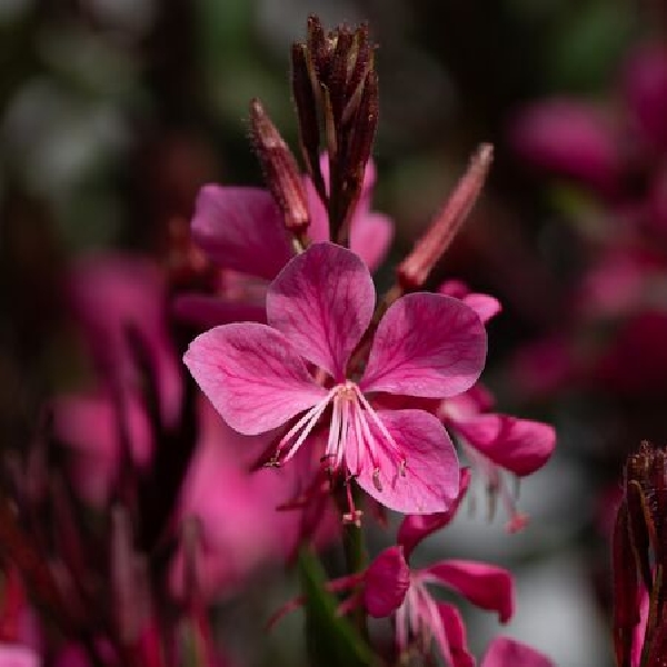 Gauura Raspberry PETITE PINK - GAURA lindheimeri - Priesady a kvety, Kráľová pri Senci
