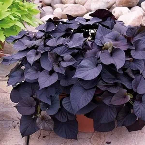 okrasne_bataty_ipomoea_fialove_listy_letnicky_priesady_sadenice