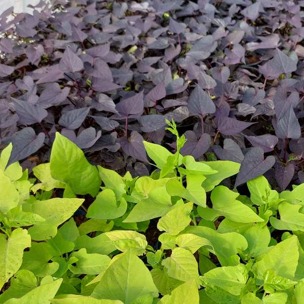 okrasne_bataty_ipomoea_fialove_listy_letnicky_priesady_sadenice_zelene