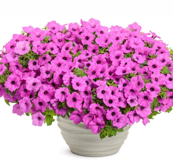 supertunia_vista_jazzberry_letnicky_balkonove_priesady_sadenice